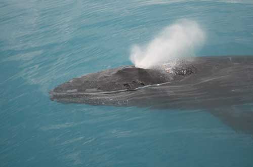 humpback-whale-kimberley-western-australia