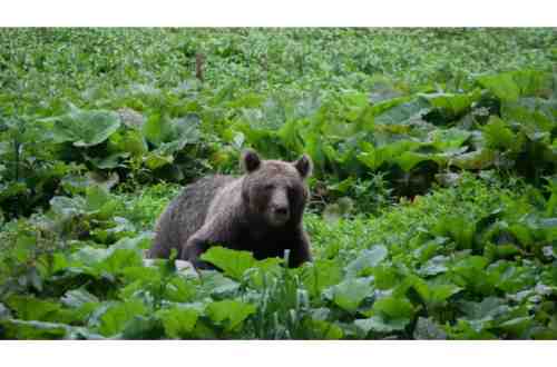 brown-bear-romania-forest-europe