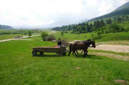 horse-carpathian-mountains-mountains-romania-europe