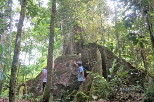 olepupue-rainforest-reserve-upolu-samoa-giant-ma-tree-forest-walk