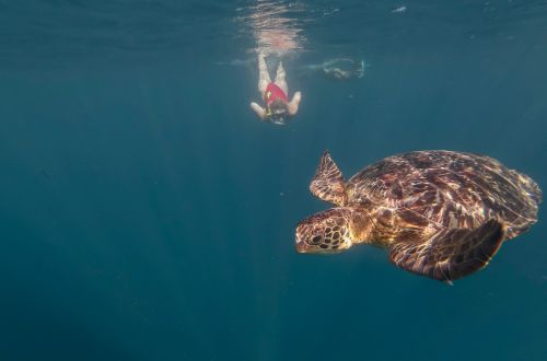 west-coast-samoa-swim-with-giant-sea-turtles
