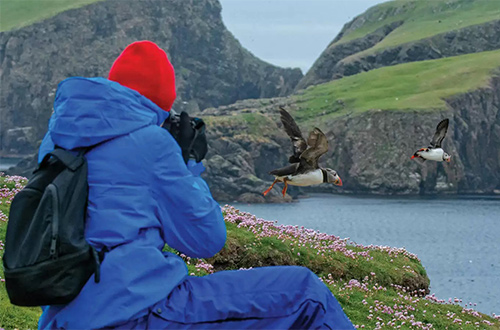 fair-isle-shetland-island-scotland-united-kingdom-puffins