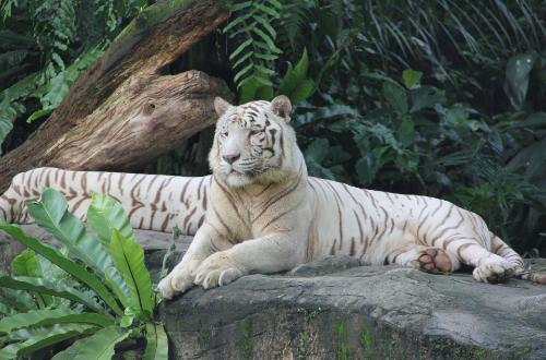 singapore-zoo-tiger