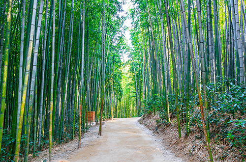 damyang-bamboo-forest-damyang-jeollanam-do-south-korea