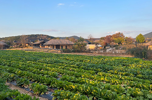 farming-at-andong-hahoe-folk-village-andong-south-korea