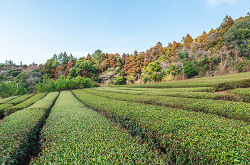 tea-garden-jeju-island-south-korea