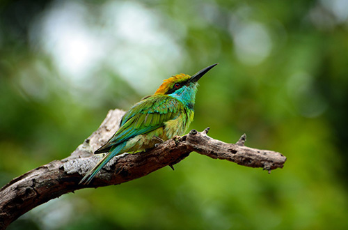 animals-srilanka