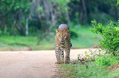 leopard-yala-national-park-sri-lanka-shutterstock2734564187