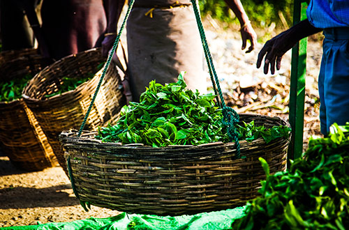 nuwara-eliya-ella-sri-lanka-tea