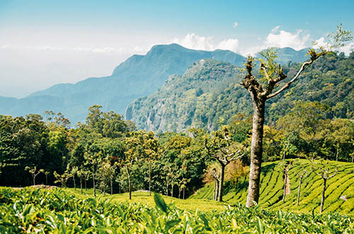 tall-trees-plantation-srilanka