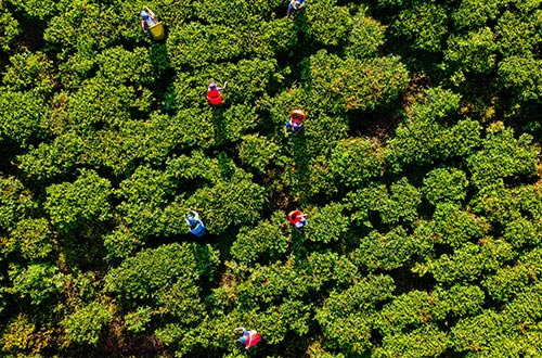tea-plantation-central-highlands-sri-lanka-shutterstock2353572887