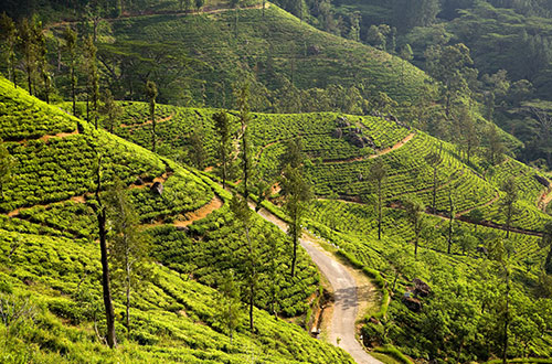 tea-plantation-kandy-sri-lanka-shutterstock2674688249