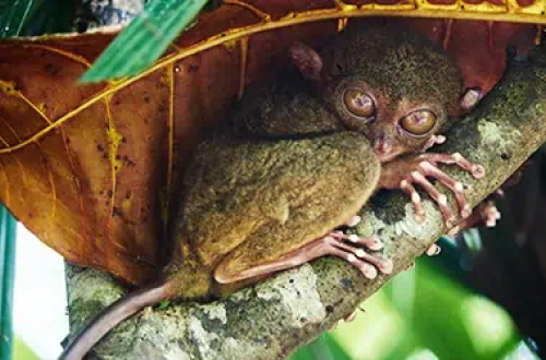 tarsier-conservatory