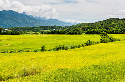 hualien-rice-fields-hualien-taiwan