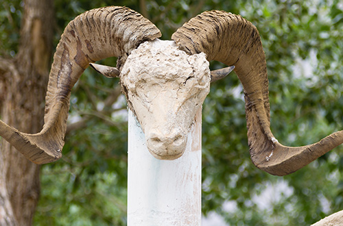 marco-polo-sheep-skull -pamir-tajikistan