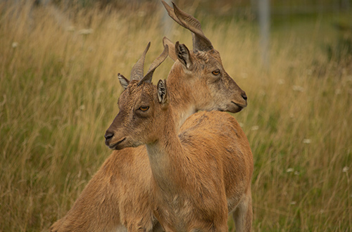 markhor-goats-tajikistan
