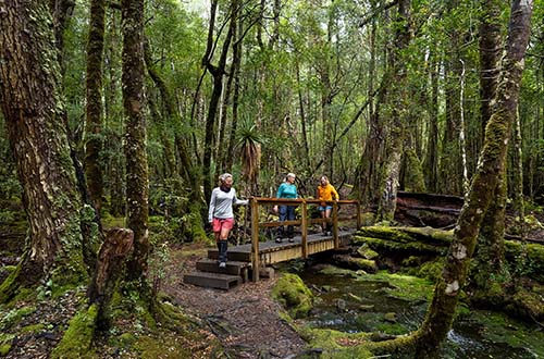 cradle-mountain-overland-track-forest-walking