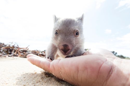 baby-wombat-flinders-island-tasmania-australia-wildlife