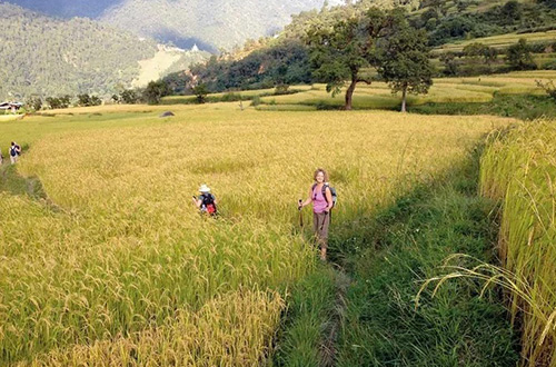 bhutan-ricefield