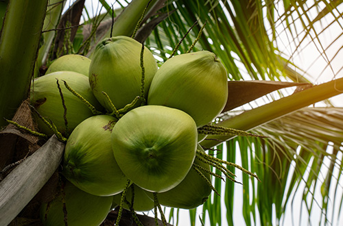 coconut-palm-groves-thailand