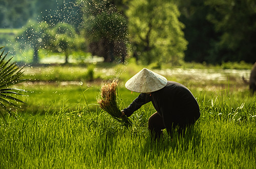 farmers-rice-field-thailand-shutterstock1889193205