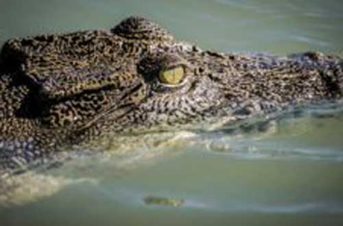 Kimberley-Ultimate-Cruise-roe-river-crocodile