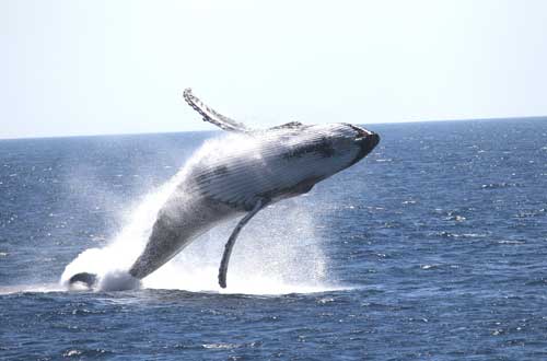 humpback-whale-breaching-kimberley-region