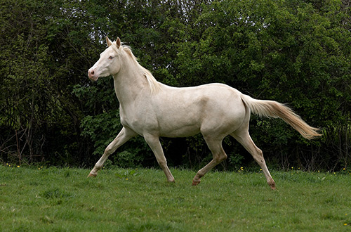 akhal-teke-horse-turkmenistan