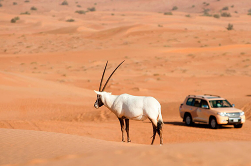 al-maha-oryx