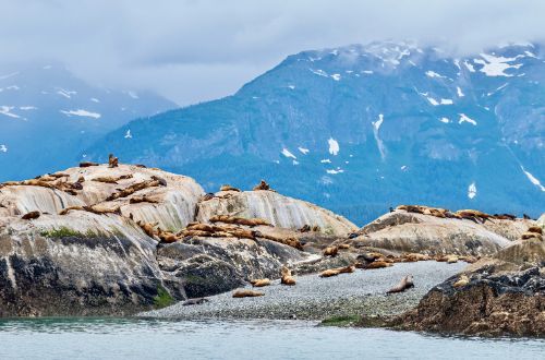 sea-lions-glacier-bay-alaska-usa