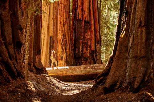 sequoia-national-park-mariposa-trees-yosemite-california-usa-hiker