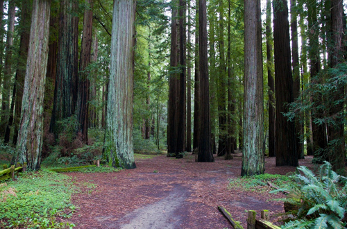 redwoods-california