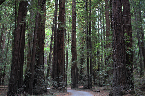 sonoma-valley-redwoods