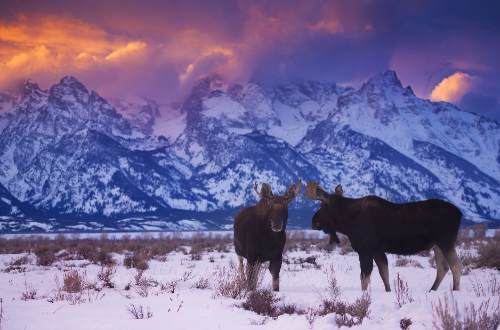 /bull-moose-grand-teton-national-park-wyoming-usa-wildlife