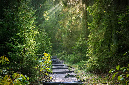 forest-view-colombia