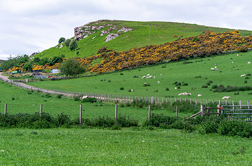 grazing-sheep-northumberland-countryside-england-united-kingdom