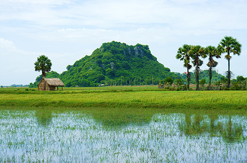 mekong-delta-vietnam-rice-paddies