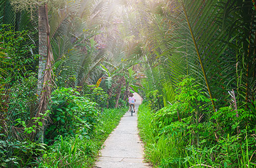 palm-groves-mekong-delta-vietnam