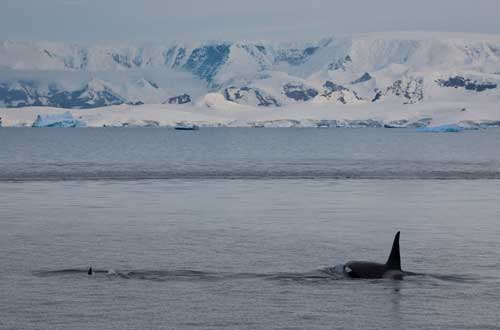 south-georgia-antartica-falklands-whale-watchingwildlife