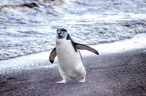 antartica-adelie-penguin
