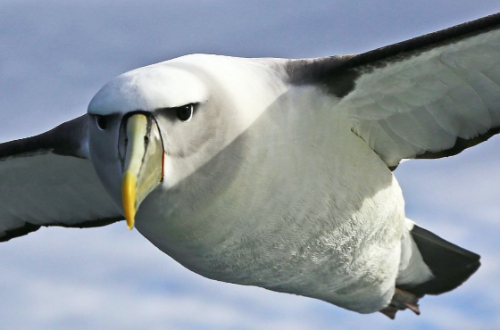 antartica-south-georgia-falkland-islands-cruise=luxury-albatross-bird-wildlife