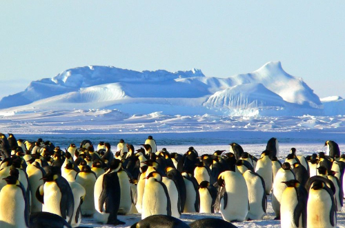falklands-mavinas-cruise-antartica-falkland-islands-penguins-wildlife-marinelife