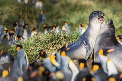 south-georgia-antartica-seal-penguins-wildlife-cruise-falklands