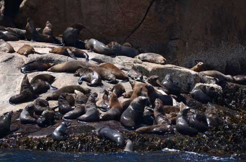 Tasmania-australia-cruise-Ile-des-Phoques-fur-seals