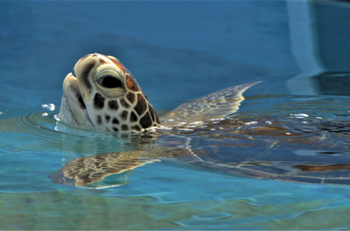 great-barrier-reef-cruise-australia-queensland-fitzroy-island-turtle-rehabilitation