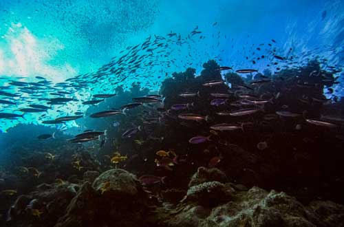 great-barrier-reef-cruise-australia-queensland-under-sea-at-ribbon-reef
