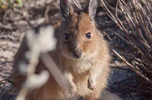 rufous-hare-wallaby-western-australia