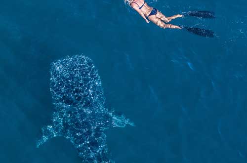 western-australia-ningaloo-swimming-with-the-whale-sharks-of-ningaloo-reef