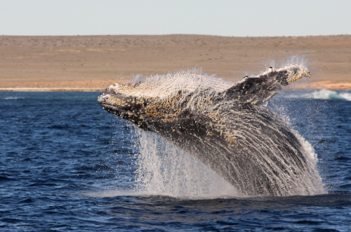 Ningaloo-Humpback-Whale