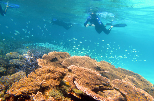 Ningaloo-Reef-Snorkelling-Tour
